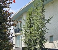 Cedrus libani - Libanonceder - 2