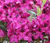 Rhododendron 'Marie Forte' met paarse / purperrode bloemen