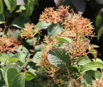 Viburnum plicatum Newport