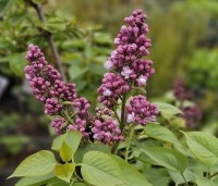 Syringa vulgaris 'Belle de Nancy' - Sering 'Belle de Nancy' - 2