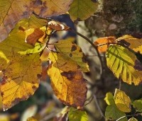 Fagus sylvatica - Groene beuk - herfstkleuren