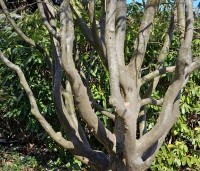 Parrotia persica 'Vanessa' - Perzisch IJzerhout - 1