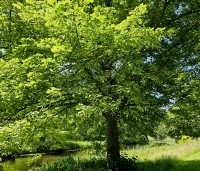 Tilia cordata - Winterlinde - 2