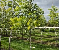 Carya illinoinensis 'Western Schley' - Pecannoot  'Western Schley' - 3