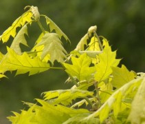 Quercus robur jonge uitloop (de Zomereik)