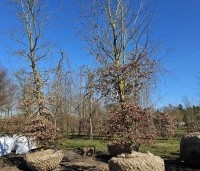 Fagus sylvatica - Groene beuk - 1