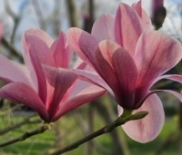 Magnolia 'Galaxy' - Beverboom - 3