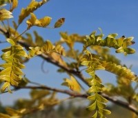 Gleditsia triacanthos 'Sunburst' - Valse christusdoorn - herfst