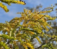 Gleditsia triacanthos 'Sunburst' - Valse christusdoorn - herfst