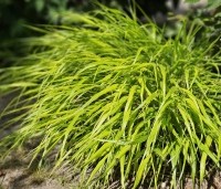 Hakonechloa macra 'Aureola' - Japans siergras 'Aureola' - juni.