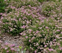 Spiraea japonica 'Little Princess' - Spierstruik 'Little Princess' - vakbeplanting  - 1