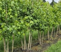 Liquidambar styraciflua - Amberboom - opkweek jonge meerstammige amberbomen op de kwekerij van Ten Hoven Bomen in Apeldoorn