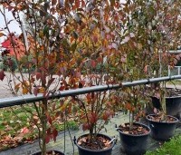 Stewartia rostrata - Schijncamelia - 3