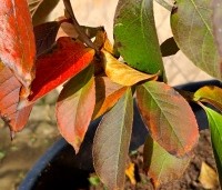 Stewartia rostrata - Schijncamelia - 2