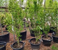 Stewartia rostrata - Schijncamelia - 4