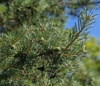 Pinus sylvestris 'Glauca' - Grove den 'Glauca' - 3