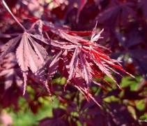 Acer palmatum 'Black Lace'