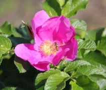 Rosa Rugosa