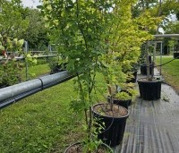Laburnum anag. 'Yellow Rocket' - Laburnum anag. 'Yellow Rocket' - 1