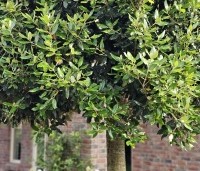 Quercus ilex - Steeneik - 4