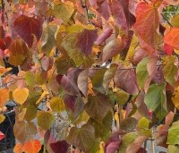Cercis canadensis 'Forest Pansy' - Amerikaanse judasboom - 6