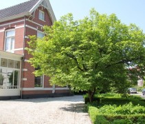Magnolia soulangeana