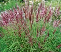 Prachtriet 'Red Chief' met rood bruine bloeiaren is een kleurrijk siergras