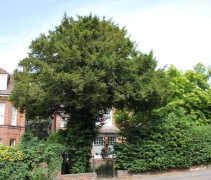 Taxus baccata