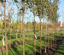 Betula albosinensis op onze kwekerij (Zilverberk)