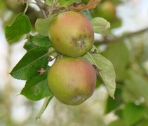 Malus domestica 'Karmijn de Sonnaville'
