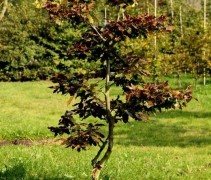 Mooie karakteristieke vorm door ons gevormd in de Rode Beuk, tuinbonsai