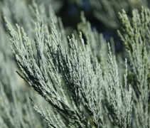 Sequioadendron giganteum 'Powder Blue'
