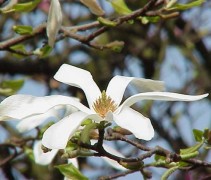 De sierlijke bloem van de Magnolia 'Isis'