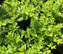 Kamperfoelie 'Maigrun' - vakbeplanting