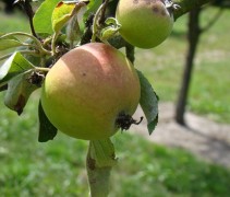 Malus domestica 'Cox's Orange Pippin'