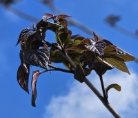Clerodendrum trichotomum 'Purple Blaze' - Kansenboom 'Purple Blaze' - 1