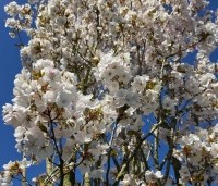 Prunus serrulata 'Sunset Boulevard' - Japanse Sierkers - 10