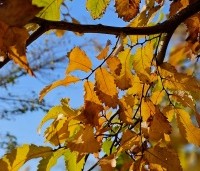 Zelkova serrata - Japanse Zelkova - herfstblad november