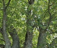 Acer pseudoplatanus - Gewone esdoorn - meerstammige kroon van deze veterane boom