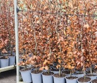 Fagus sylvatica - Groene beuk - 1
