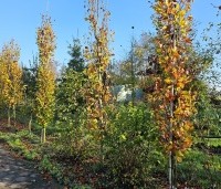 Fagus sylvatica 'Dawyck Gold' - Zuilbeuk - 3