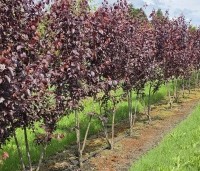 Prunus cerasifera 'Nigra' - Roodbladige kerspruim - opkweek meerstammen juni 2026 kwekerij THB in Apeldoorn