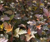 Physocarpus opulifolius 'Diable d' Or' - Blaasspiraea 'Diable d' Or' - 1