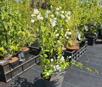 Philadelphus 'Snowbelle' - Boerenjasmijn 'Snowbelle' - 1