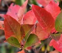 Aronia melanocarpa 'Hugin' - Appelbes  'Hugin' - herfst