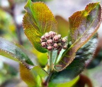 Aronia prunifolia 'Viking'