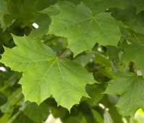 Blad Acer platanoides in de zomer