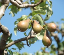 Pyrus communis 'Conference'