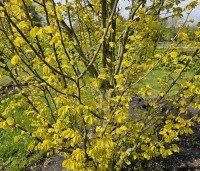 Ulmus hollandica 'Wredei' - Goudiep - 4