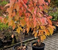 Prunus serrulata 'Kanzan' - Sierkers, kanzan - 1